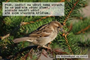 pták spoléhá na křídla